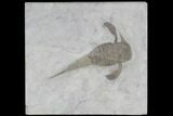 Eurypterus (Sea Scorpion) Fossil - New York #86877-1